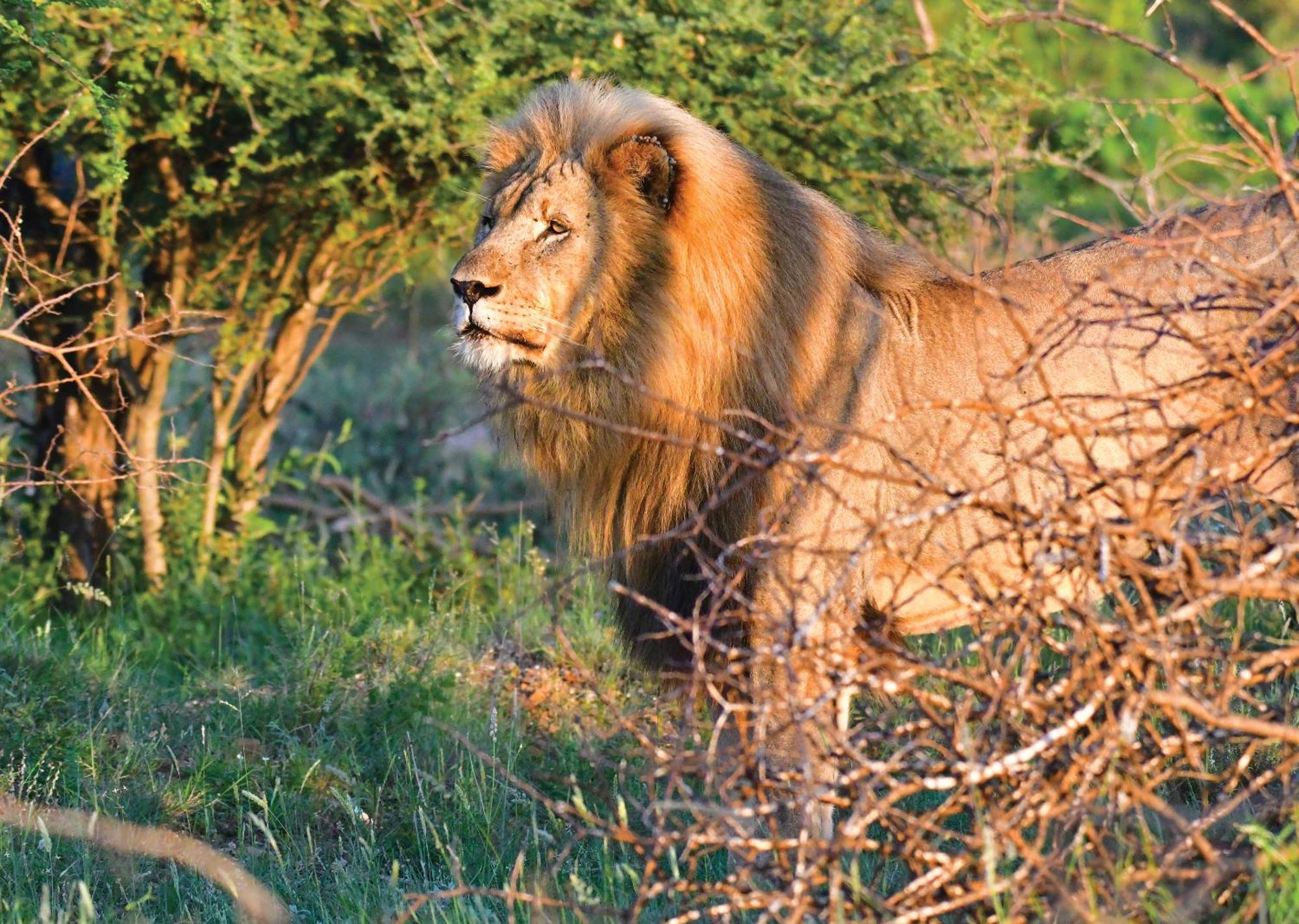Madikwe River Lodge By Dream Resorts Madikwe Game Reserve Exteriér fotografie