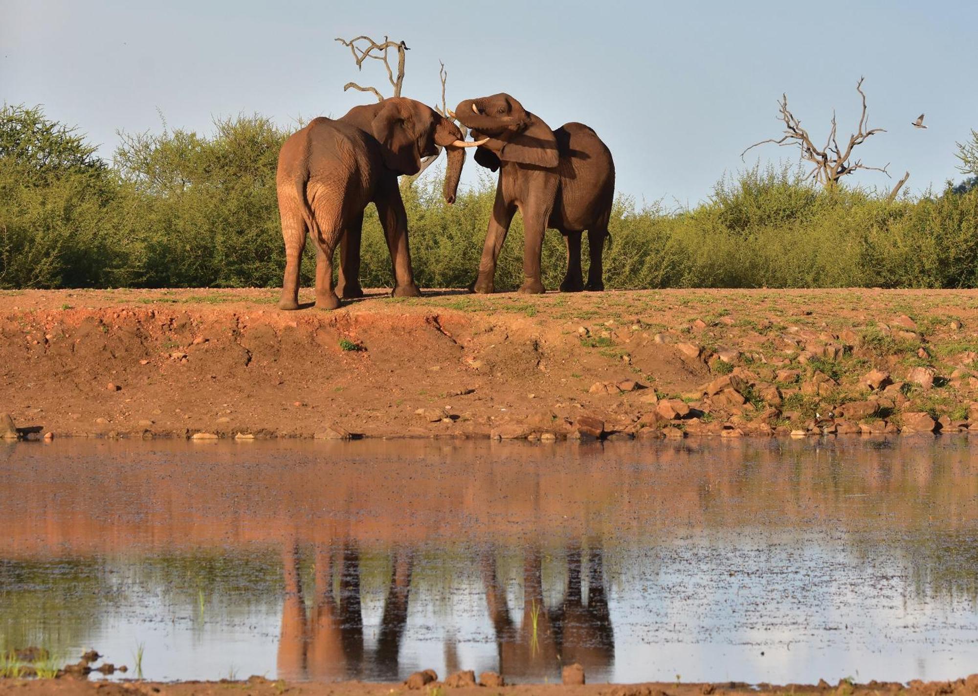 Madikwe River Lodge By Dream Resorts Madikwe Game Reserve Exteriér fotografie