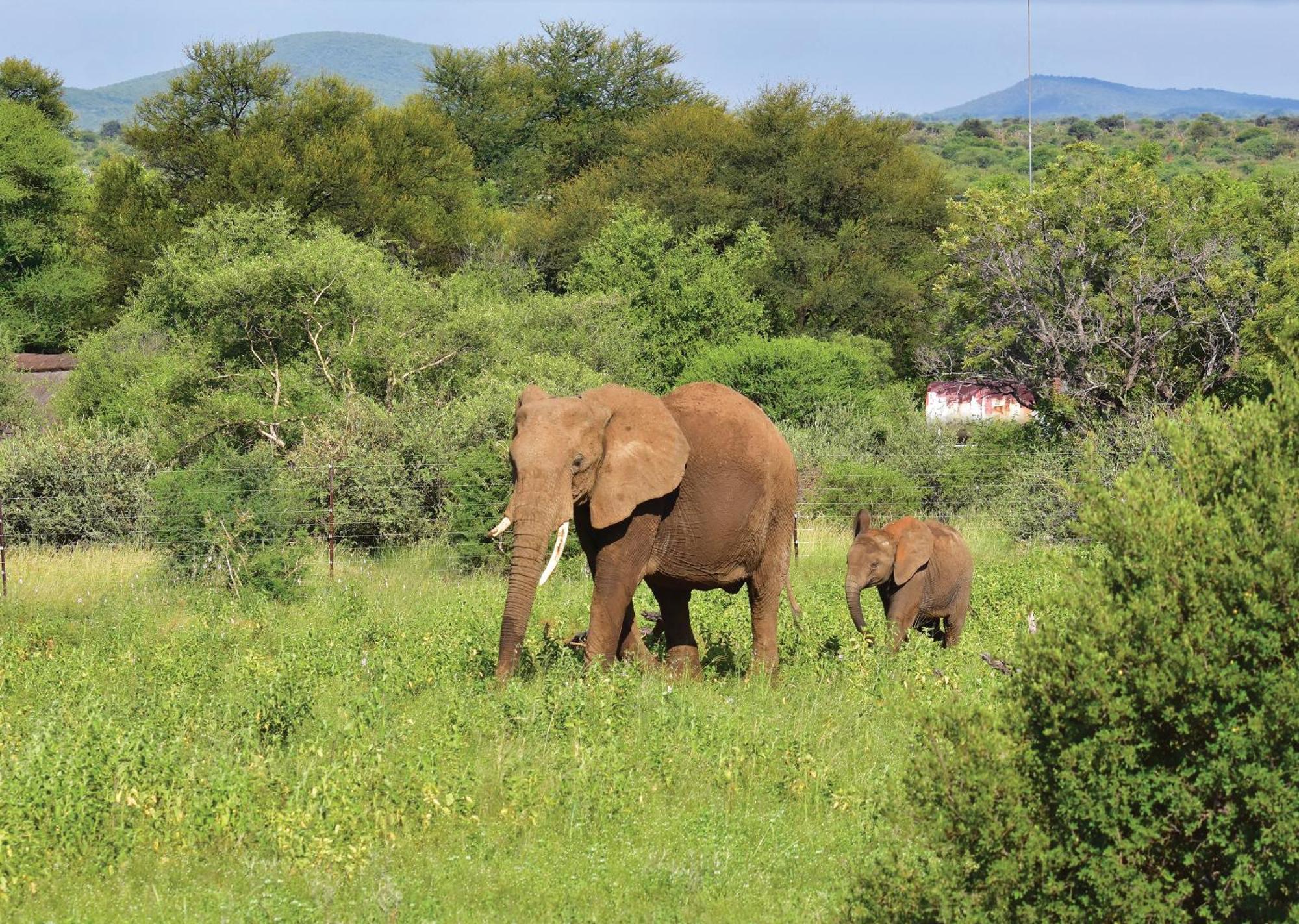 Madikwe River Lodge By Dream Resorts Madikwe Game Reserve Exteriér fotografie