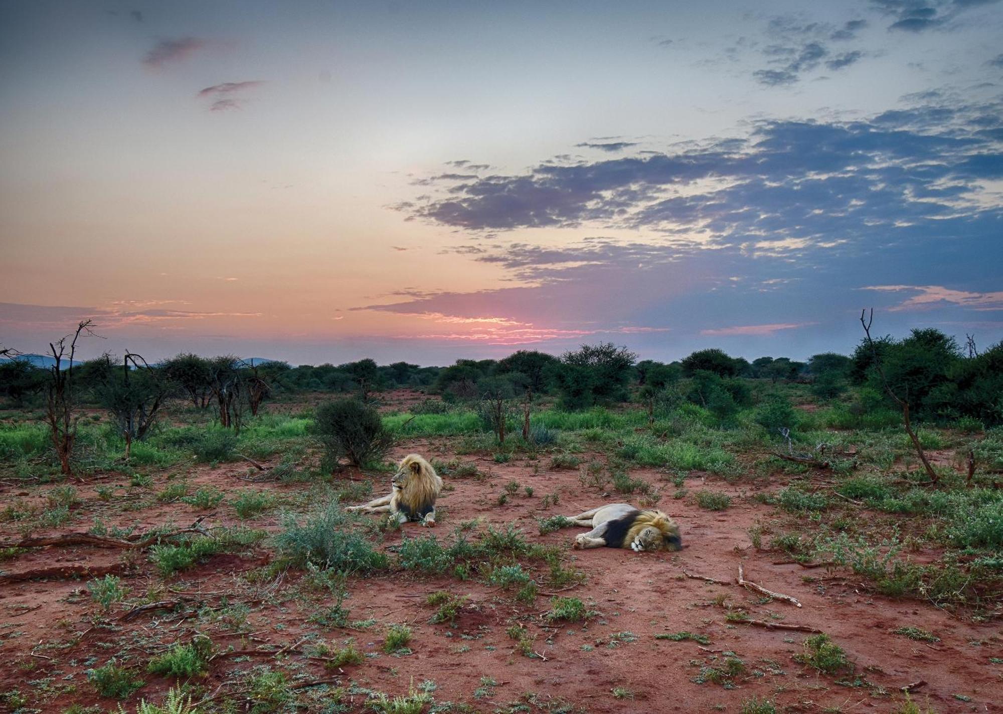 Madikwe River Lodge By Dream Resorts Madikwe Game Reserve Exteriér fotografie