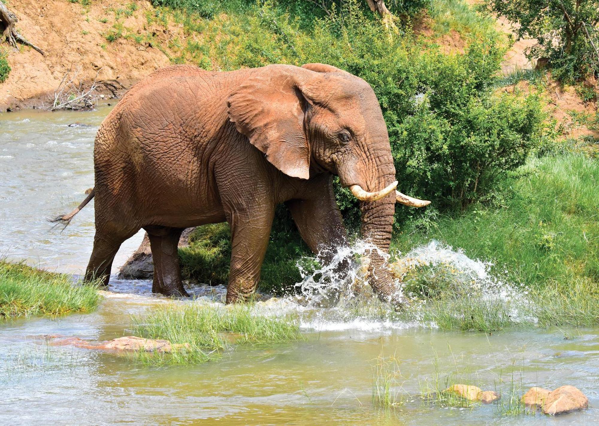 Madikwe River Lodge By Dream Resorts Madikwe Game Reserve Exteriér fotografie
