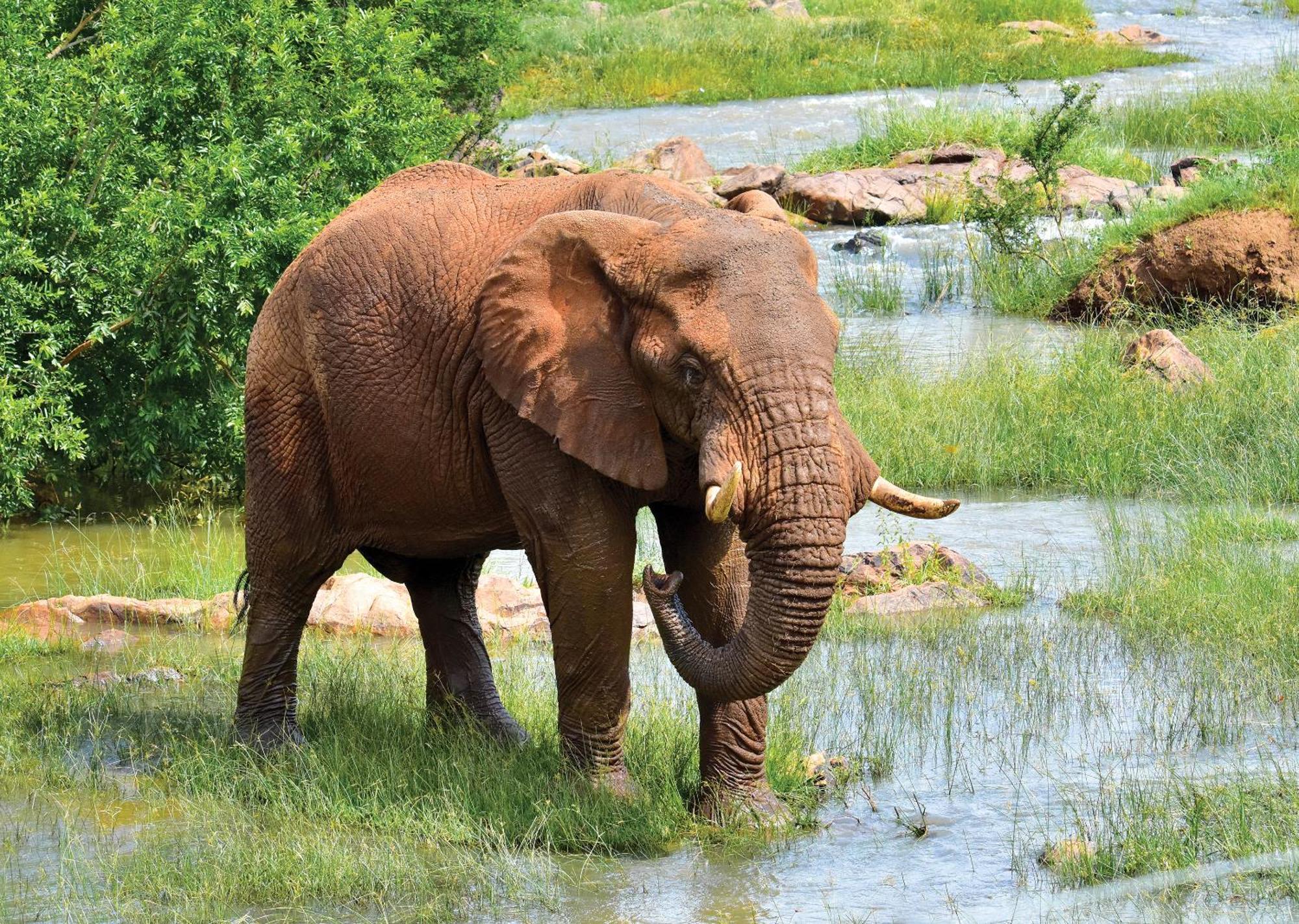Madikwe River Lodge By Dream Resorts Madikwe Game Reserve Exteriér fotografie