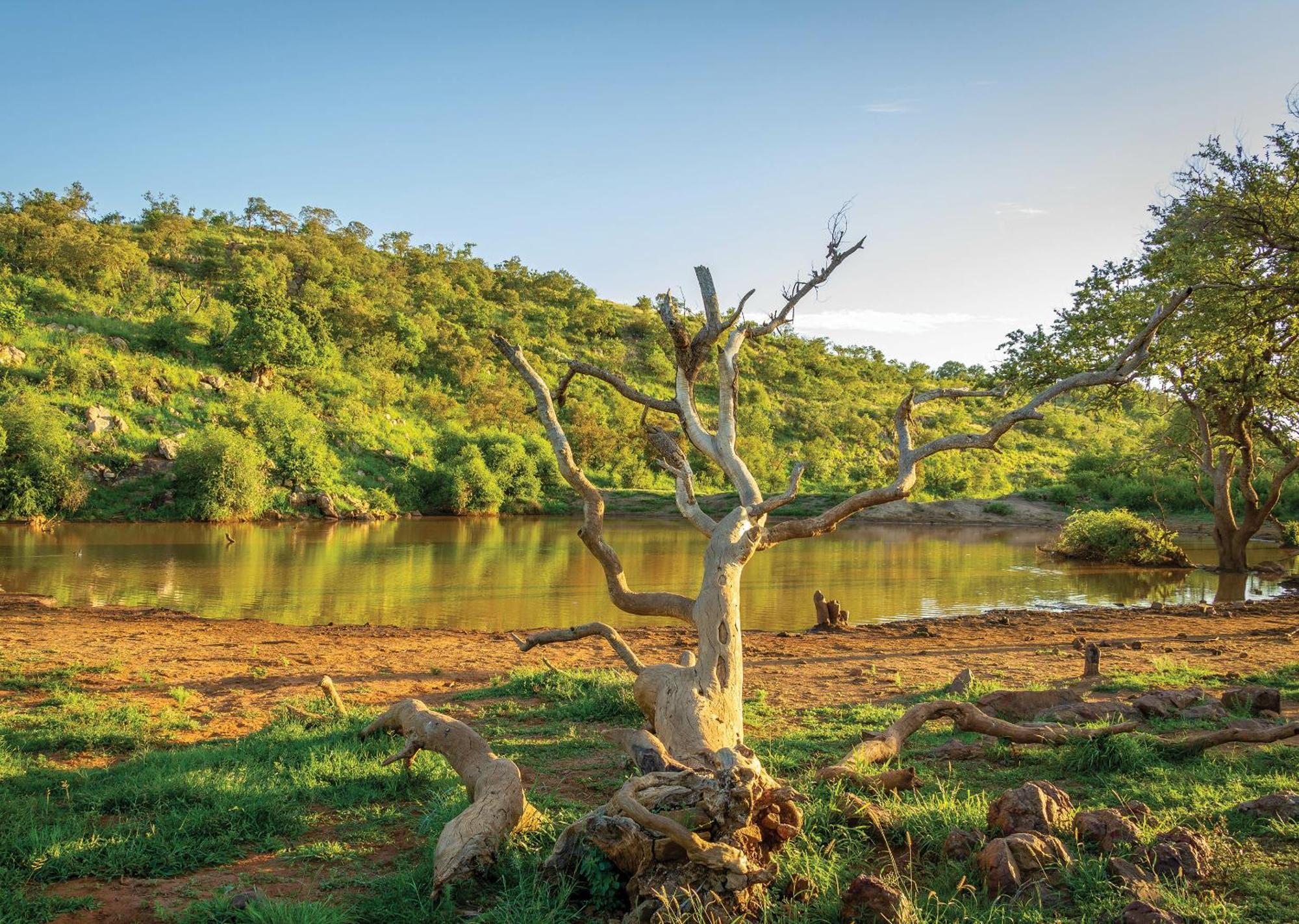 Madikwe River Lodge By Dream Resorts Madikwe Game Reserve Exteriér fotografie
